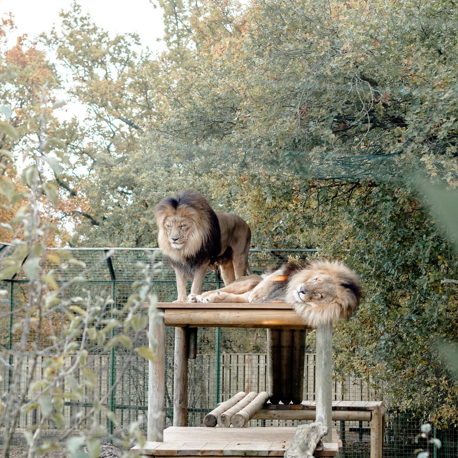 THE BIG CAT SANCTUARY LION LODGE STAY WITH MEALS! + INSTANT WINS!