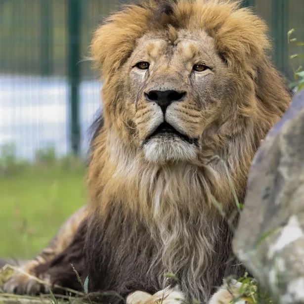 THE BIG CAT SANCTUARY LION LODGE STAY WITH MEALS! + INSTANT WINS!