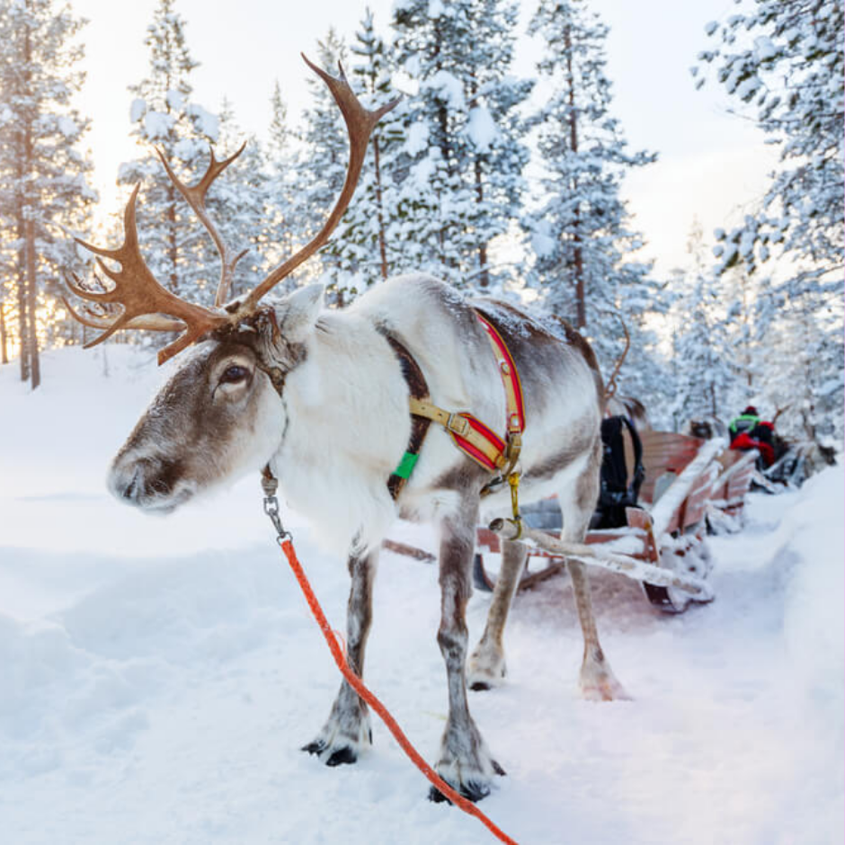 LAPLAND CHRISTMAS HOLIDAY FOR 4! £5K CASH ALT